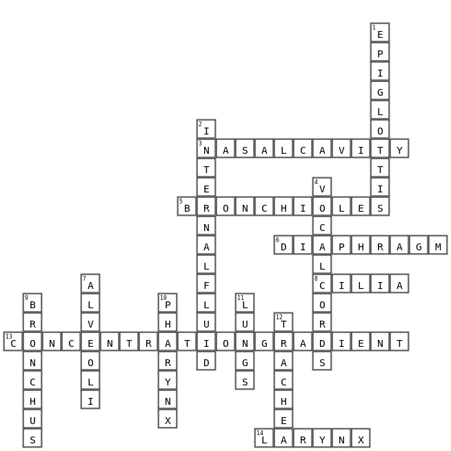 Respiratory System  Crossword Key Image