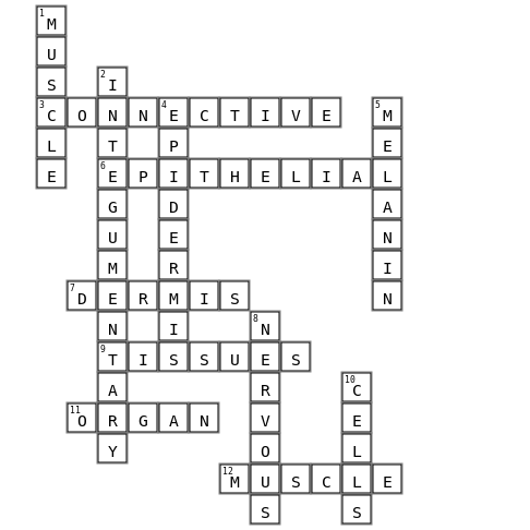 Anatomy Crossword Crossword Key Image